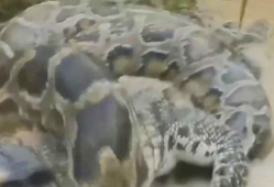 蛇视频动物世界,揭秘动物世界中的神秘蛇族